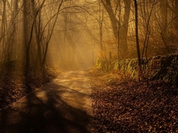 Przebijające światło, Hrabstwo Derbyshire, Mgła, Droga, Park Narodowy Peak District, Anglia, Drzewa