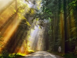 Droga, Las, Przebijające światło