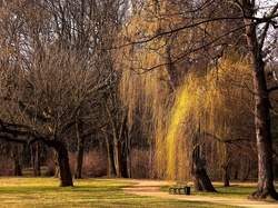 Ławka, Drzewa, Park