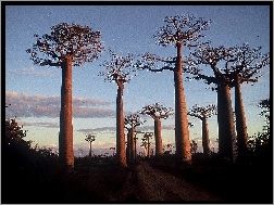 Droga, Drzewa, Baobab