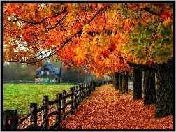 Drzewa, Liście, Jesień, Dom, Droga, Ogrodzenie