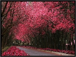 Drzewa, Kwitnące, Droga, Różowe