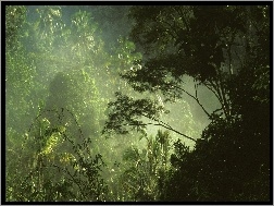 Dżungla, Drzewa, Las