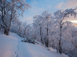 Drzewa, Zima, Laponia, Finlandia, Ośnieżone
