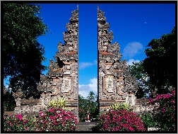 Drzewa, Murki, Bali, Indonezja, Kwiaty