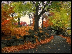 Drzewa, Droga, Jesień, Kamienie