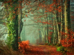 Drzewa, Las, Jesień, Mgła