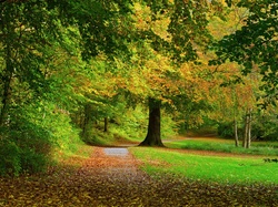 Drzewa, Park, Jesień, Droga