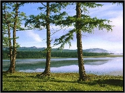 Drzewa, Zielona, Jezioro, Trawa