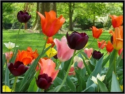 Drzewa, Tulipany, Kolorowe, Trawnik