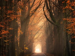 Drzewa, Jesień, Las, Ścieżka
