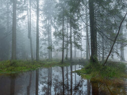 Las, Poranek, Mgła, Drzewa