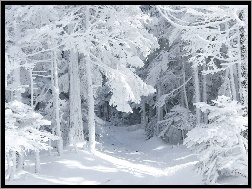 Drzewa, Śnieg, Las, Oszronione