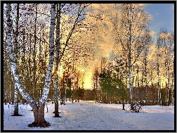 Drzewa, Zachód Słońca, Las, Śnieg