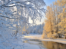 Las, Karelia Północna, Gmina Liperi, Rzeka, Śnieg, Zima, Finlandia, Drzewa