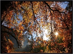 Liście, Drzewa, Jesień