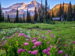 Łąka, Park Narodowy Mount Rainier, Domek, Stany Zjednoczone, Kwiaty, Drzewa, Waszyngton, Góry