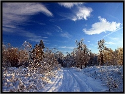 Śnieg, Drzewa, Chmury