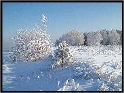 Śnieg, Drzewa, Krzewy