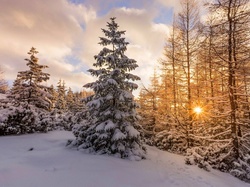 Śnieg, Drzewa, Słońce