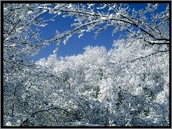 Śnieżna, Drzewa, Pokrywa