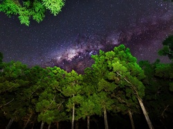 Drzewa, Niebo, Noc, Gwiazdy