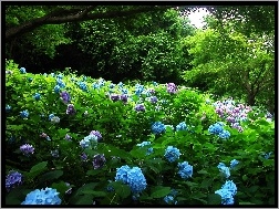 Drzewa, Niebieska, Hortensja, Ogród, Różowa