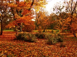 Drzewa, Kolorowe, Jesień, Ogród, Liście