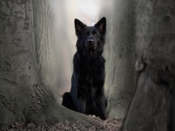 Drzewa, Pies, Czarny owczarek niemiecki