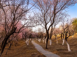 Wiosna, Drzewa owocowe, Ścieżka, Park