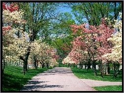 Drzewa, Biało, Wiosna, Park, Różowe