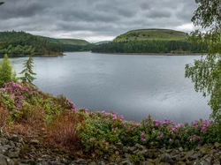 Jezioro, Anglia, Rododendrony, Las, Kamienie, Derbyshire, Peak District, Wzgórza, Chmury, Drzewa, Kwiaty