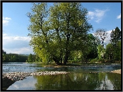 Drzewa, Aare, Rzeka, Szwajcaria