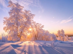 Promienie słońca, Ośnieżone, Drzewa, Zima, Śnieg