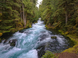 McKenzie River, Stan Oregon, Stany Zjednoczone, Las, Rzeka, Drzewa