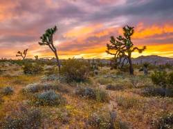Drzewa Jozuego, Kalifornia, Stany Zjednoczone, Jukki krótkolistne, Park Narodowy Joshua Tree, Zachód słońca