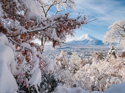 Drzewa, Fuji, Japonia, Dolina, Zima, Góra