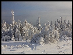 Zima, Drzewa, Śnieg