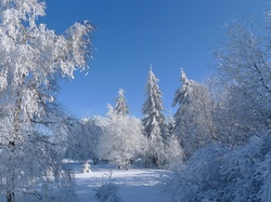 Drzewa, Śnieg, Zima, Oszronione