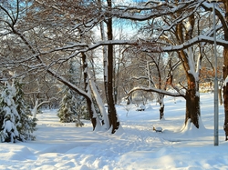 Drzewa, Park, Śnieg, Zima, Ośnieżone