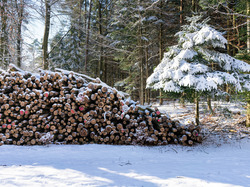 Drzewa, Drewno, Stos, Śnieg, Zima, Pocięte