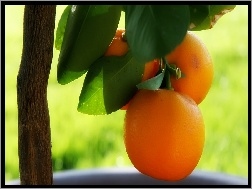Pomarańcze, Drzewko, Pomarańczowe