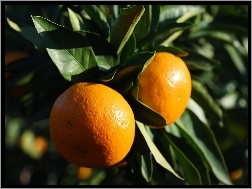 Drzewko pomarańczowe