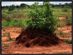 Drzewo, Kenia, Afryka, Mrowisko