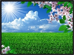 Grafika, Drzewo, Pole, Chmury, Słońce, Kwitnące, Zielone
