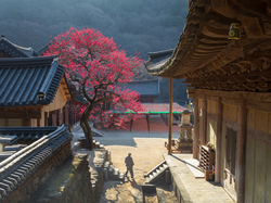 Korea Południowa, Buddyjska, Hrabstwo Gurye, Kwitnące, Hwaom sa, Świątynia, Drzewo