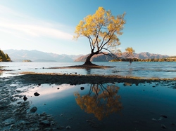 Drzewo, Góry, Nowa Zelandia, Jezioro Wanaka