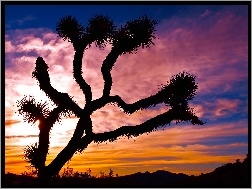 Jukka krótkolistna, Park Narodowy Joshua Tree, Stan Kalifornia, Stany Zjednoczone, Drzewo Jozuego