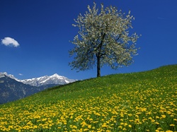 Drzewo, Góry, Wiosna, Łąka, Kwitnące, Kwiaty