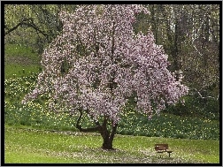 Drzewo, Ławeczka, Wiosna, Las, Kwitnące, Kwiatki
